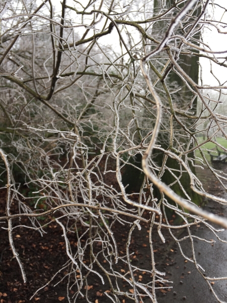 Icy Branches