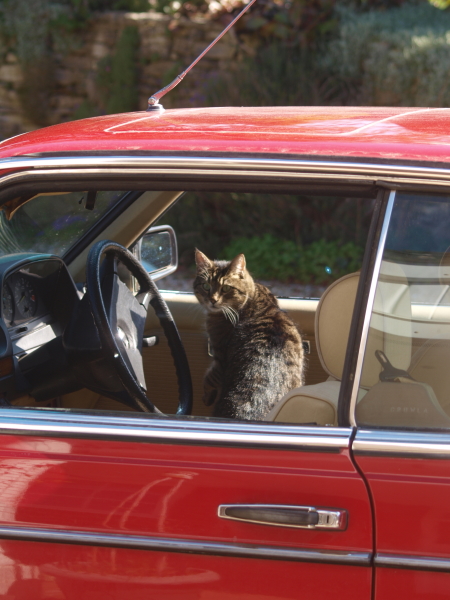 Cat Driving