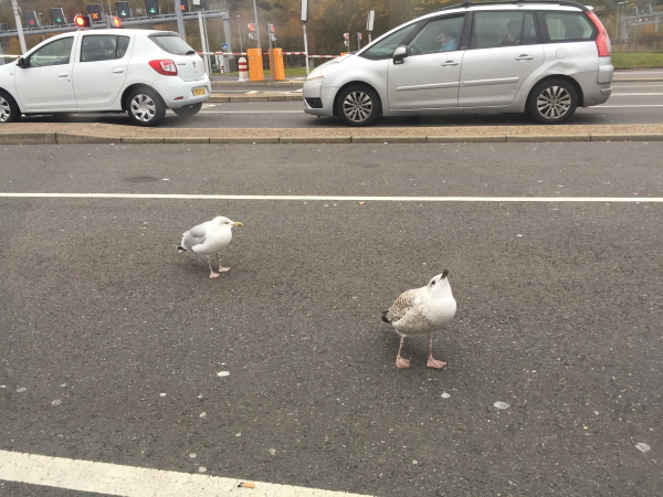 Hungry Gulls