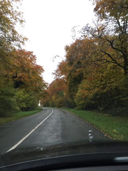 Trees In The Rain