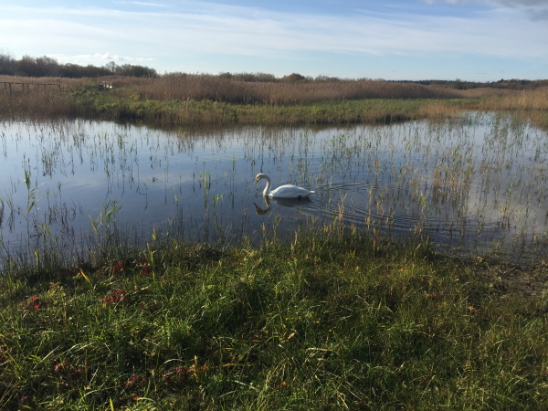 Whooper Swan